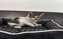 Mixed Breed cats for adoption: Freddy for adoption - Image 1