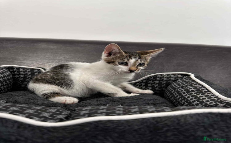 Mixed Breed cats - Advert 11