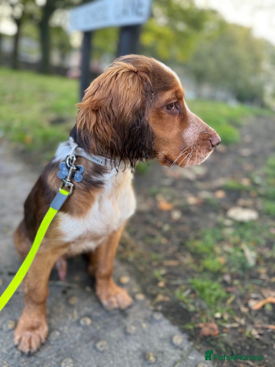 Cocker Spaniel dogs for sale: Working cocker for sale (Mylo)  - Image 7