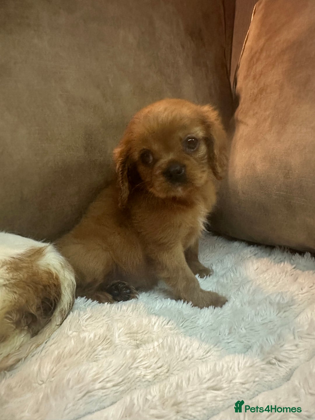 Cavalier King Charles Spaniel dogs for sale: Exceptional Cavalier Girls  - Advert 4