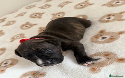 Staffordshire Bull Terrier dogs for sale: Beautiful puppies staffordshire bull terier 🥰 - Image 21
