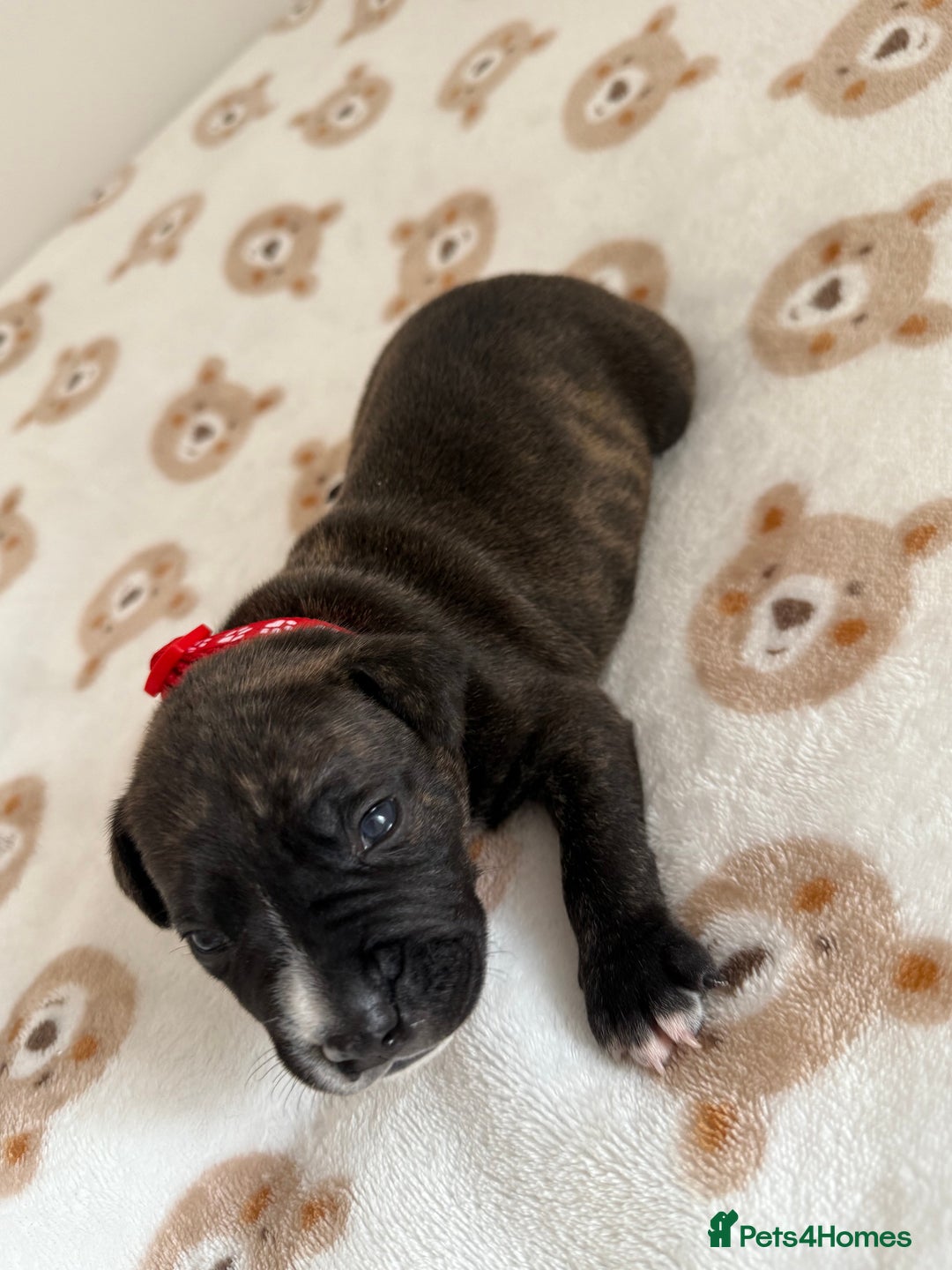 Staffordshire Bull Terrier dogs for sale: Beautiful puppies staffordshire bull terier 🥰 - Image 21
