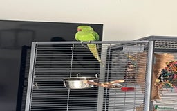 Ringnecks birds for sale: Green Indian Ringneck  - Image 2