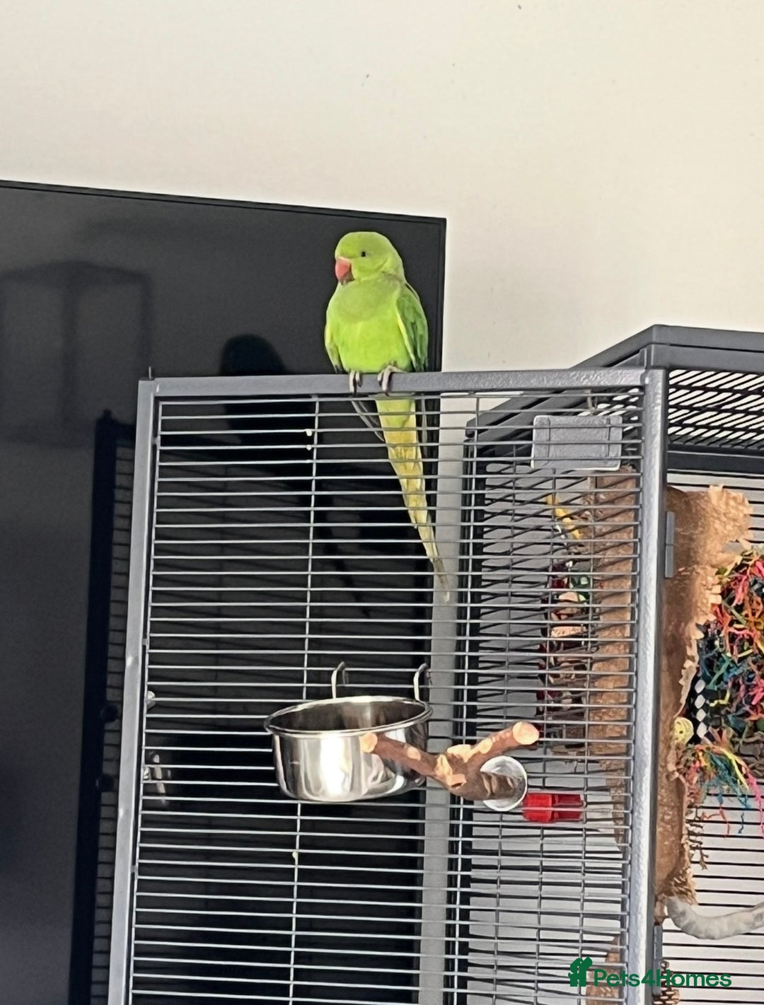 Ringnecks birds for sale: Green Indian Ringneck  - Image 2