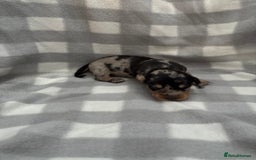Dachshund dogs for sale: Dapple Dachshund Puppies (5 Girls, 1 Boy) - Image 8
