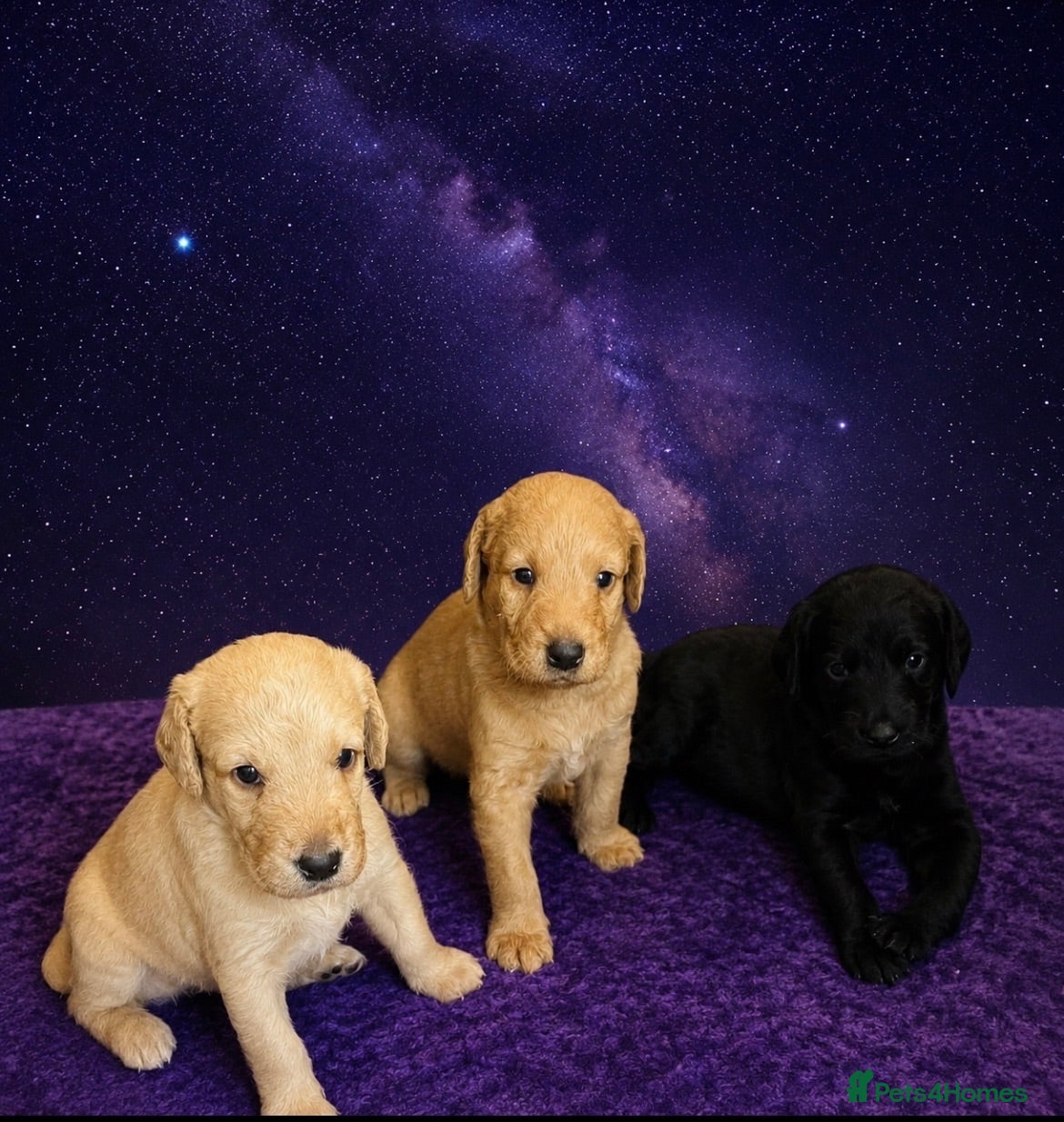 Labradoodle dogs Stunning labradoodle pups Health tested parents - Advert 1