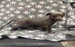 Whippet dogs for sale: Kc whippet puppies 0ne lovely blue boy available  - Image 13