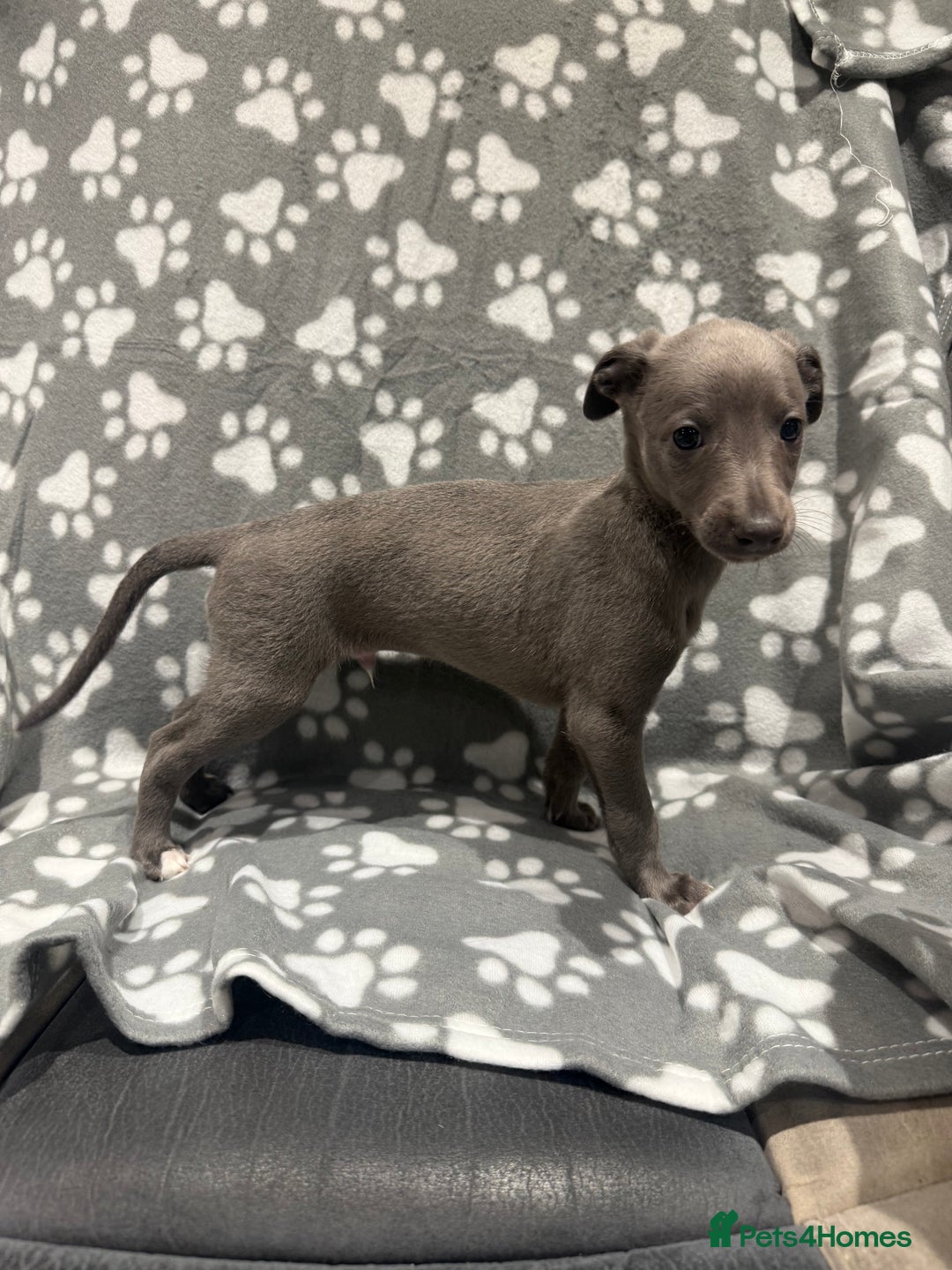 Whippet dogs for sale: Kc whippet puppies 0ne lovely blue boy available  - Image 13
