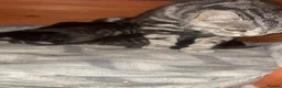 Mixed Breed cats for sale: 🐾 6 Beautiful Bengal × British Longhair Kittens🐾 - Advert 21