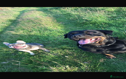 Rottweiler dogs for sale: 8 year old Rottweiler “Ronnie” - Image 5