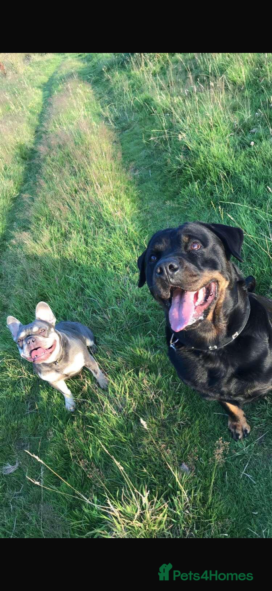 Rottweiler dogs for sale: 8 year old Rottweiler “Ronnie” - Image 5