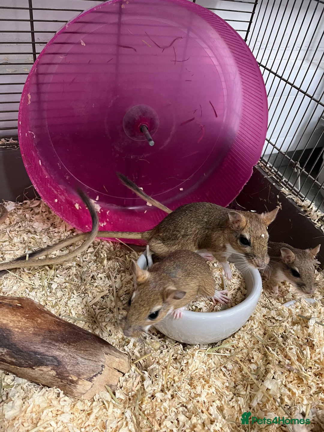 Gerbil rodents for sale: Persian Jirds for sale  - Advert 2