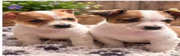 Jack Russell dogs for sale: Jack Russell pups - Advert 3