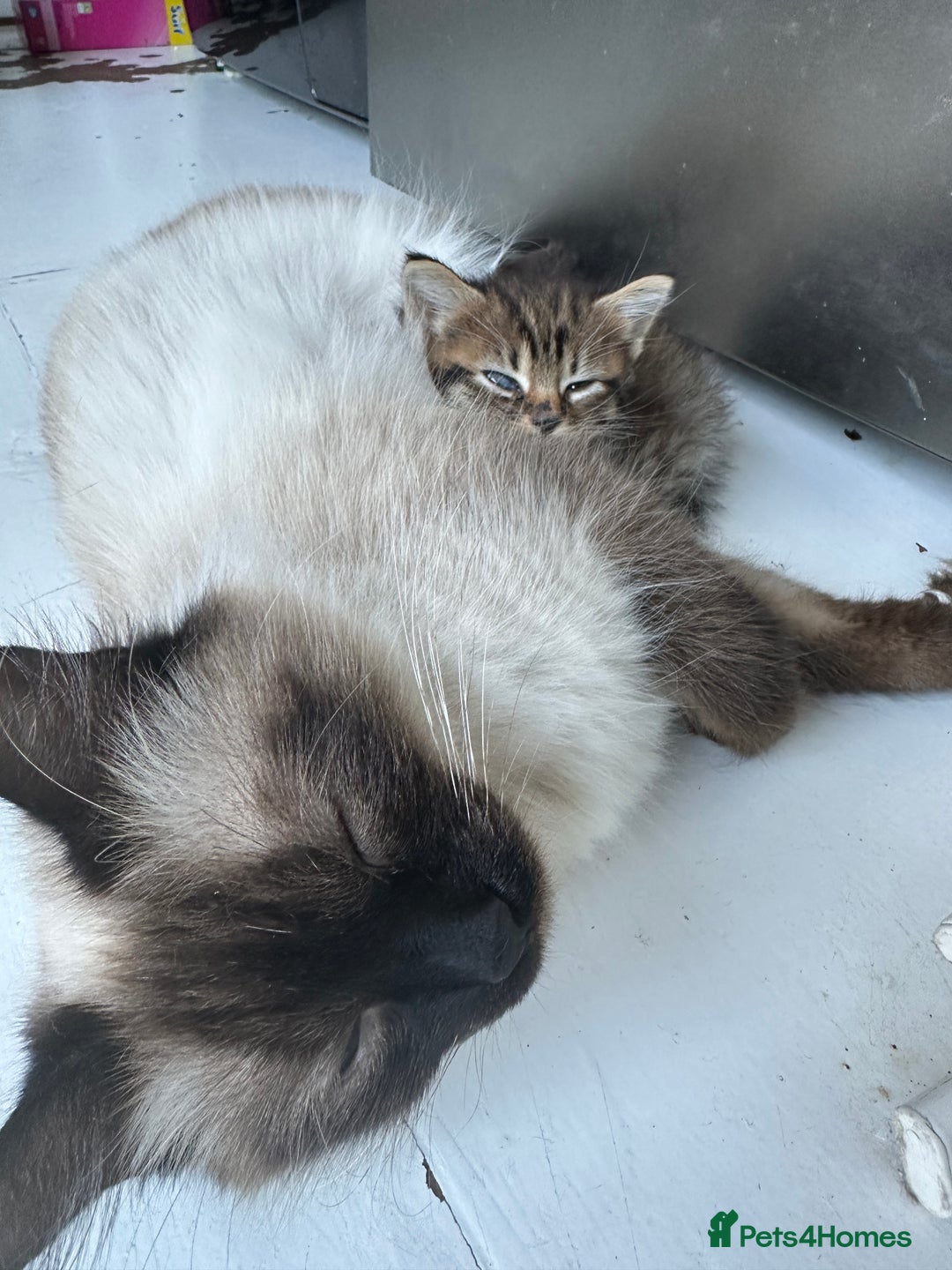 Mixed Breed cats for sale: Ragdoll Cross Kittens, 2 boys 1 girl - Advert 11