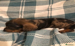 Dachshund dogs for sale: Miniature smooth haired Daschunds  - Advert 5