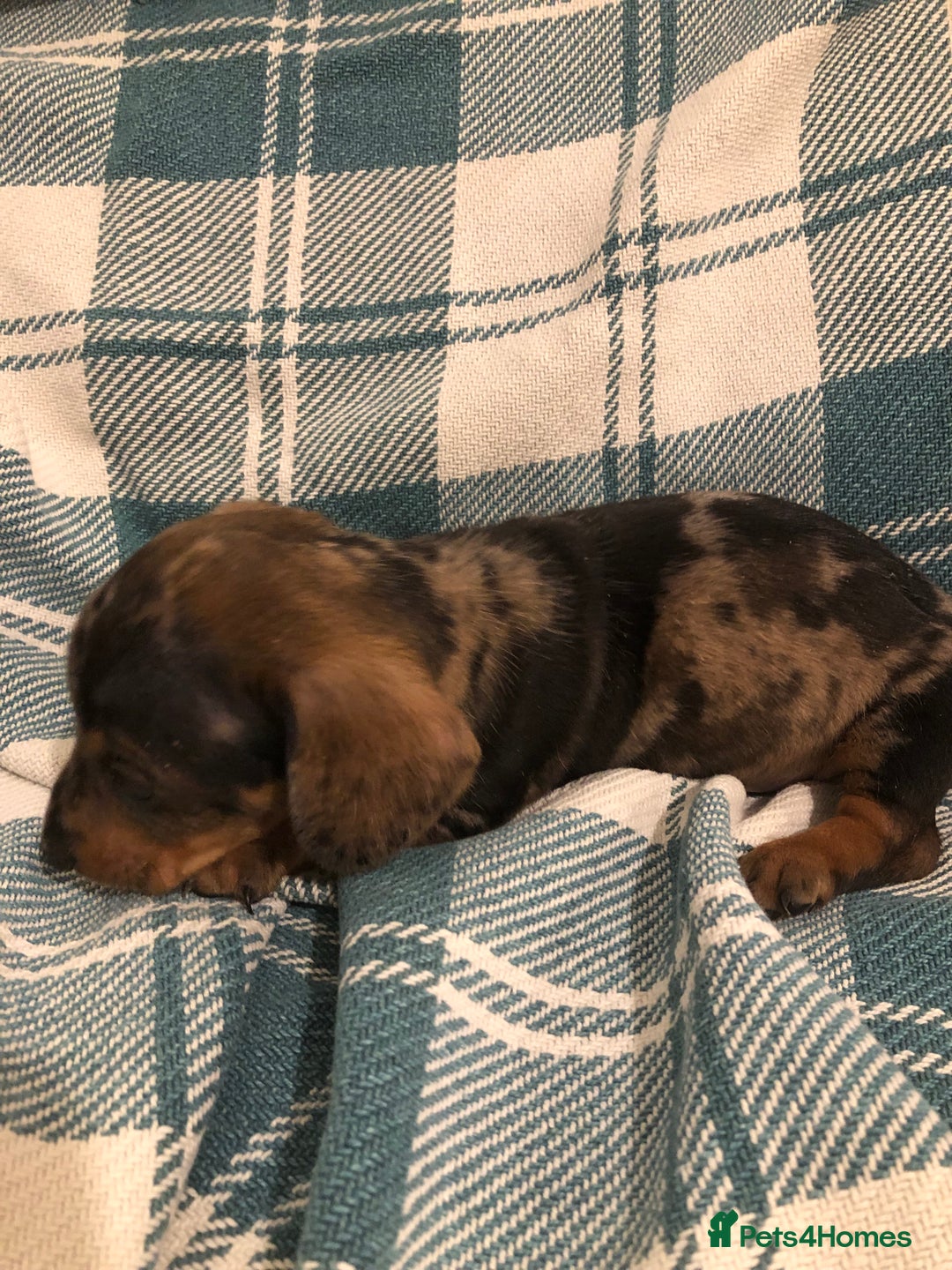 Dachshund dogs for sale: Miniature smooth haired Daschunds  - Advert 5