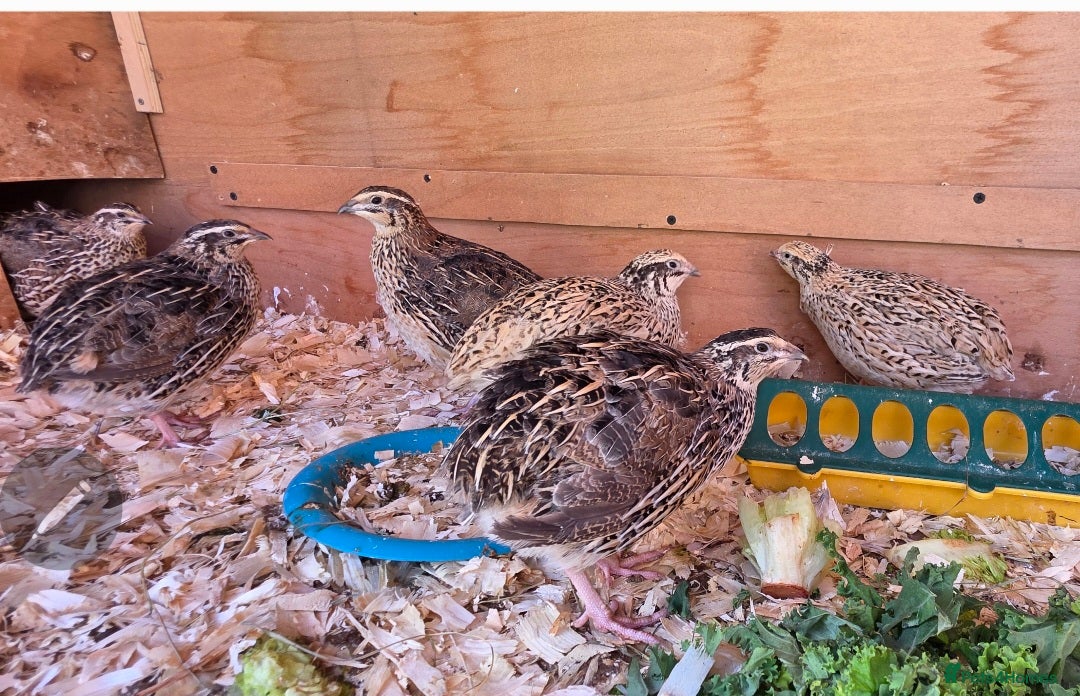 Quail poultry 7 female Quail - Advert 6