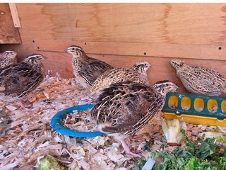 Quail poultry 7 female Quail - Advert 1