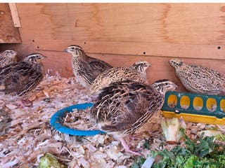 Quail poultry 7 female Quail - Advert 7