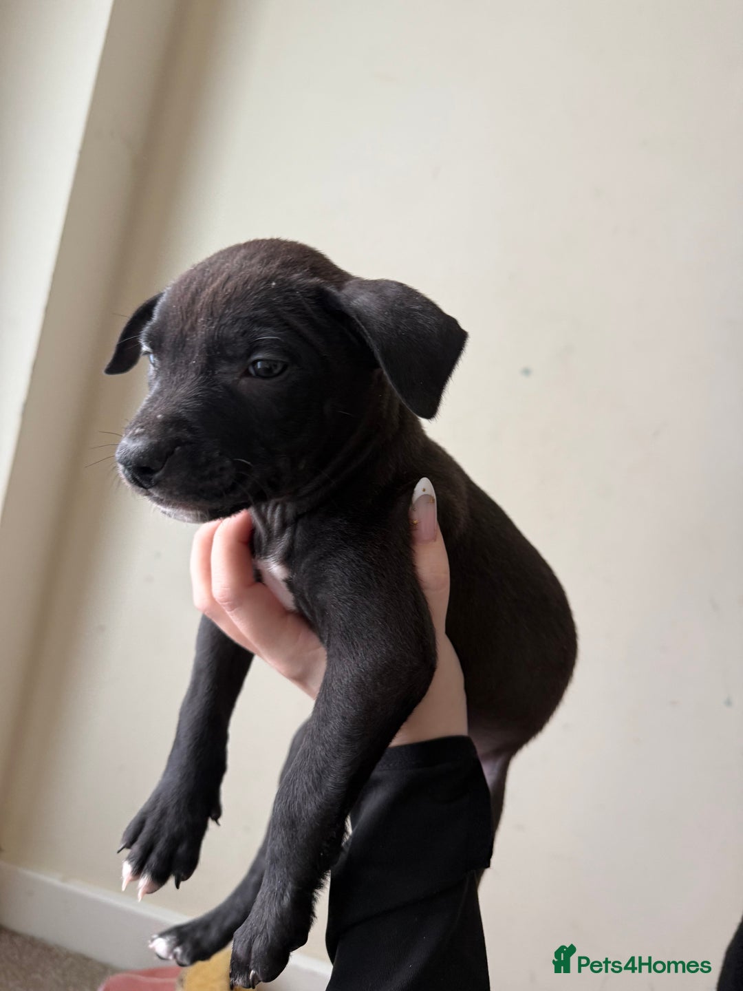 Mixed Breed dogs for sale: Staffordshire Bull Terrier x Whippet Pup - Advert 2