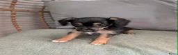 Mixed Breed dogs for sale: 4 adorable mixed breed pups for sale 3 girls 1boy - Advert 12