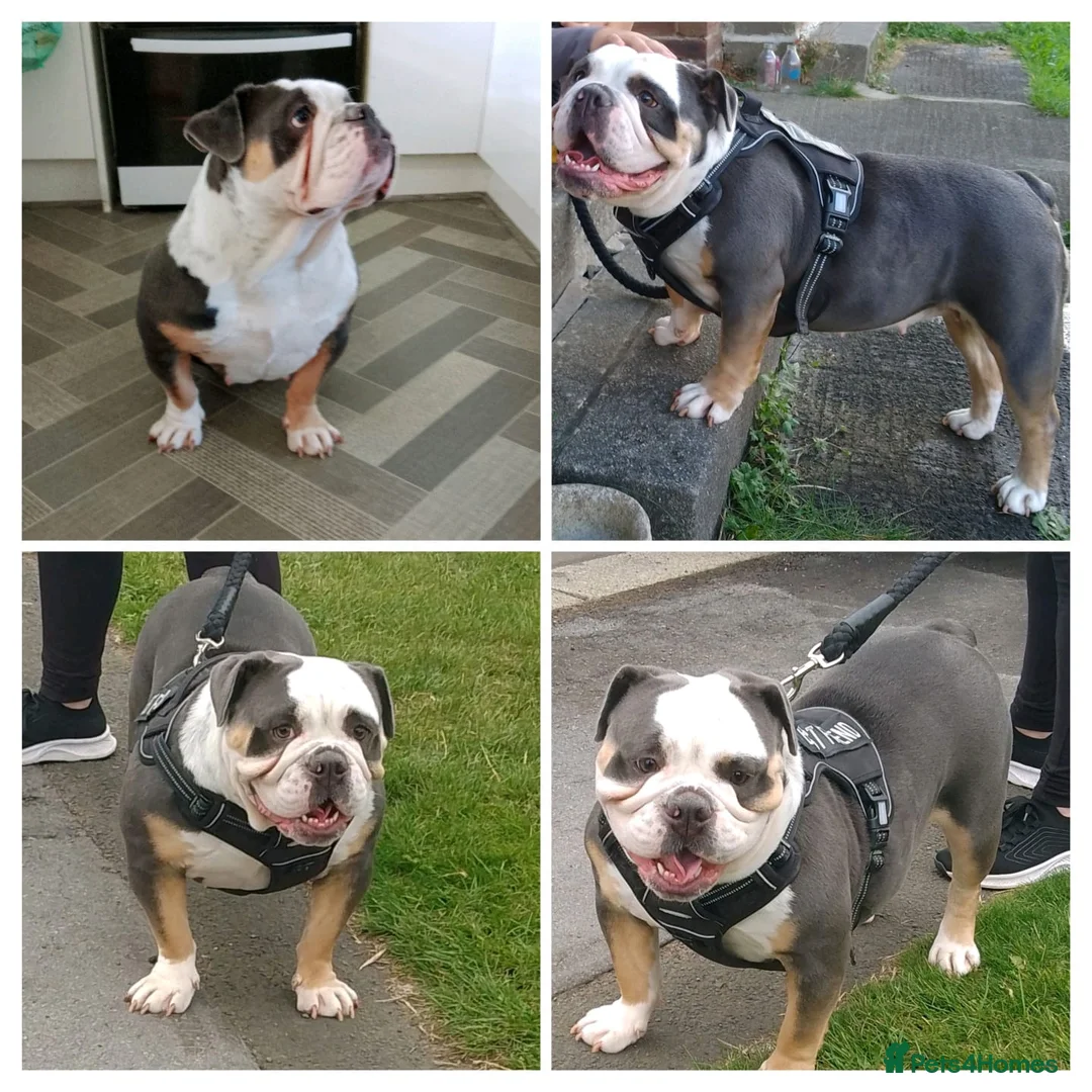 Olde English Bulldogge dogs for sale: Old English bulldog F1. - Advert 5