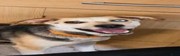 Mixed Breed dogs for adoption: 💙 RINA – Looking for Her Perfect Match 💙 in Sleaford - Advert 5