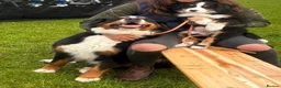 Bernese Mountain Dog dogs for sale: Two lovely Bernese Mountain Dogs  - Advert 9