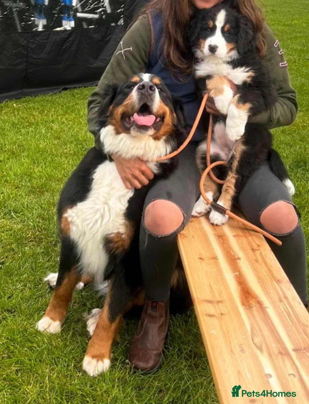 Bernese Mountain Dog dogs for sale: Two lovely Bernese Mountain Dogs  - Advert 9