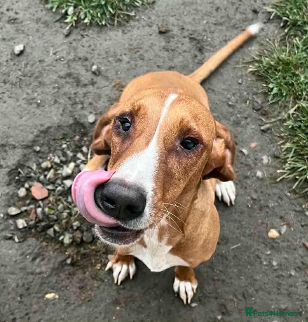 Mixed Breed dogs Tess! - Advert 2