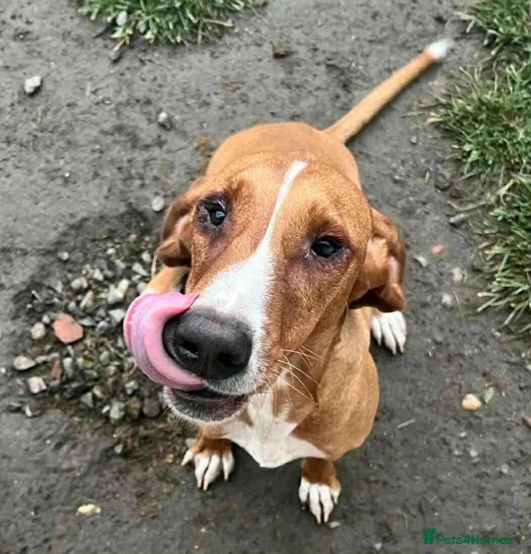 Mixed Breed dogs for adoption: Tess! - Advert 1