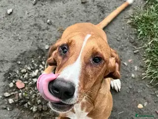 Mixed Breed dogs Tess! - Advert 2