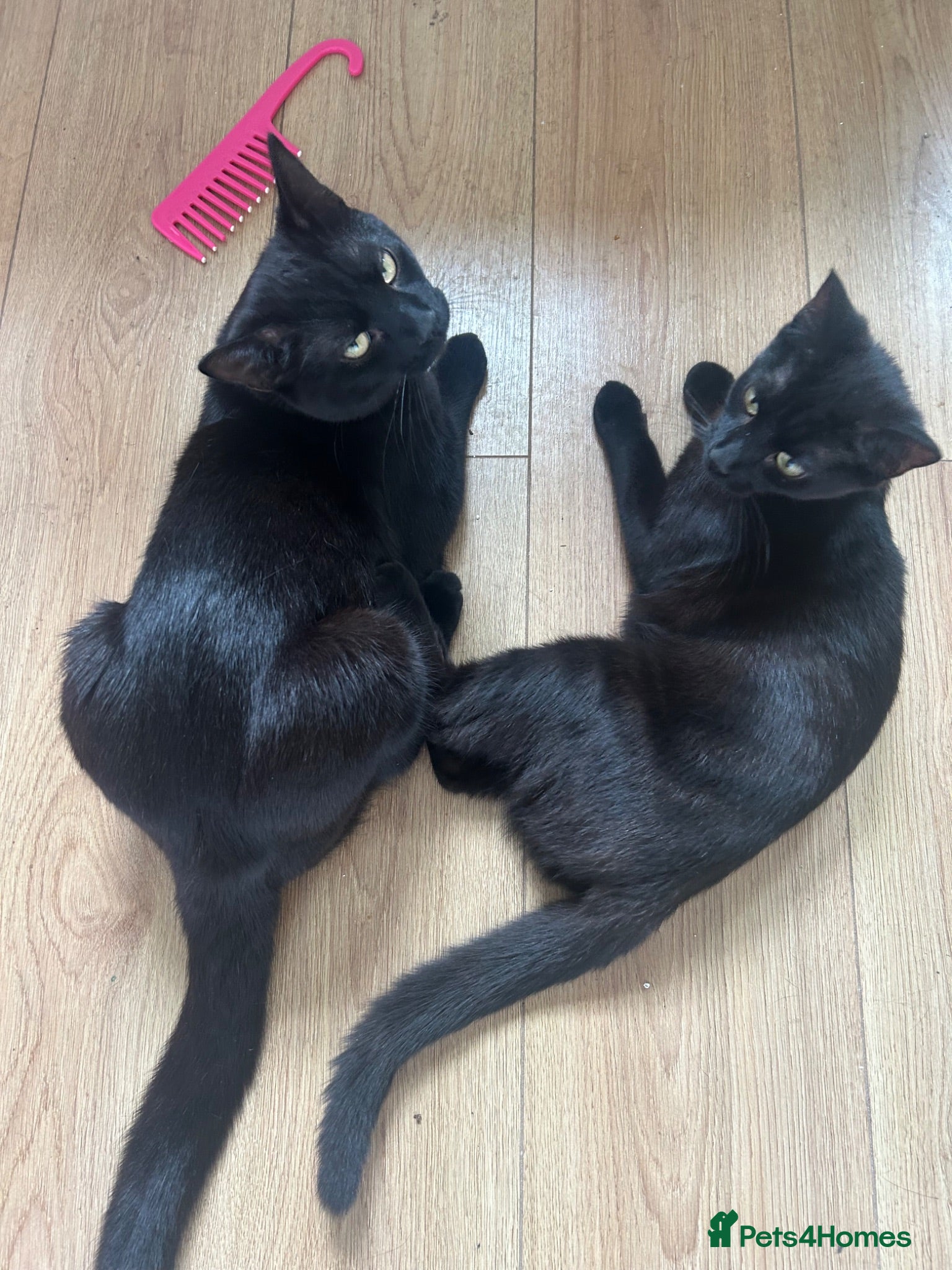 Bengal cats 2 loving kittens for sale  - Advert 4