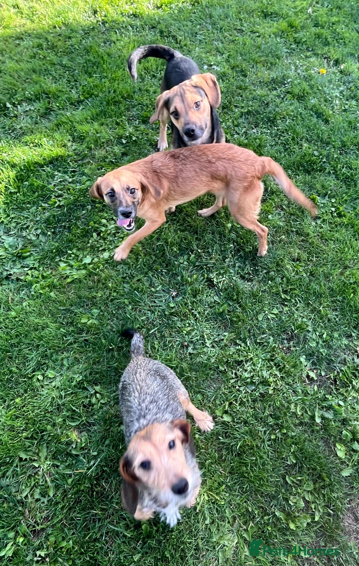 Mixed Breed dogs Teckel cross spaniel puppies  - Advert 6
