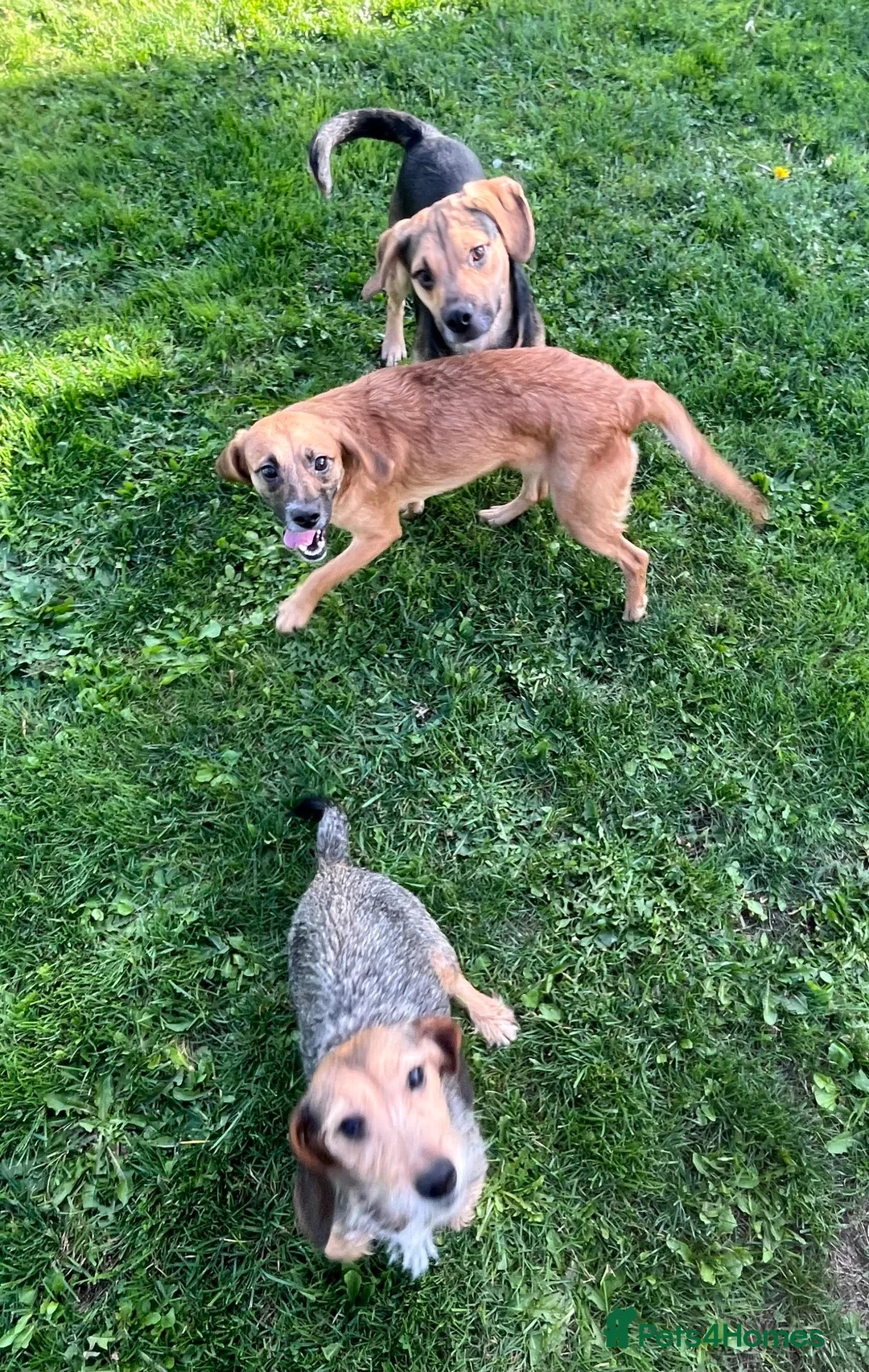 Mixed Breed dogs for sale: Teckel cross spaniel puppies  in Honiton - Advert 1
