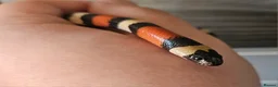 Milk Snake reptiles for sale: Baby pueblan milksnake  - Advert 7