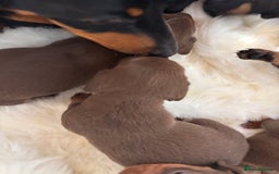 Miniature Dachshund dogs for sale: Miniature dachshund smooth hair pups  - Image 24