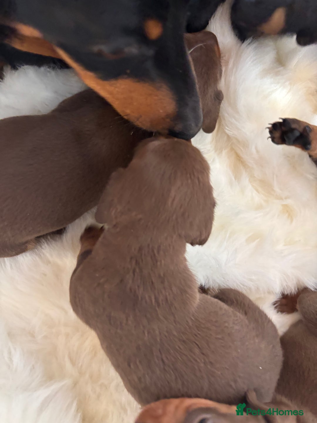Miniature Dachshund dogs for sale: Miniature dachshund smooth hair pups  - Image 24