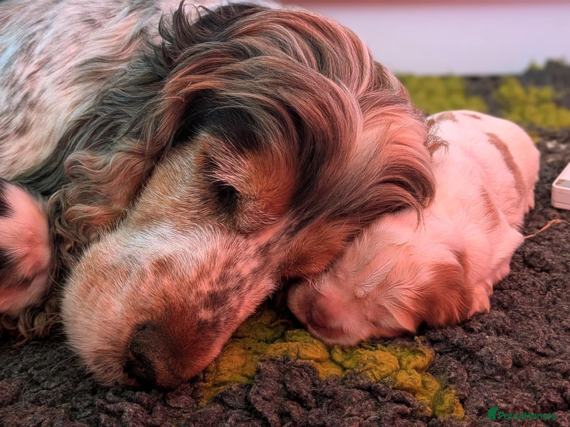 Cocker Spaniel dogs Exceptional KC Registered Cocker Spaniel Puppies - Advert 1