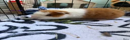 Guinea Pig rodents for sale: Three male guinea pigs  in Cheltenham - Advert 4