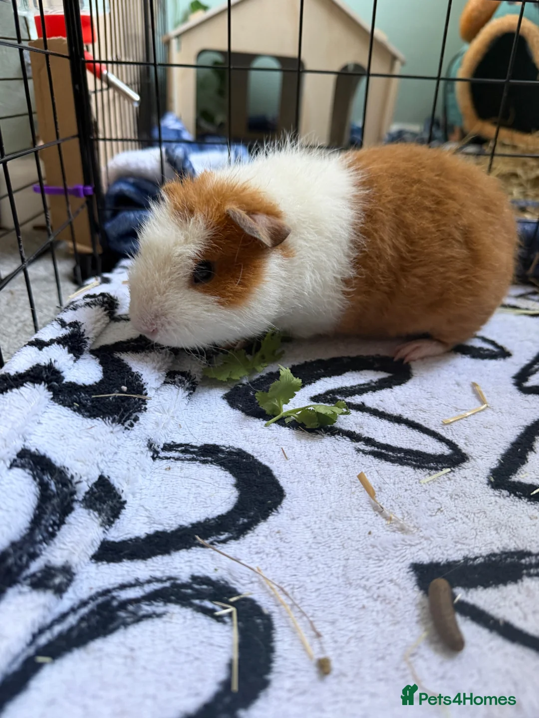 Guinea Pig rodents for sale: Three male guinea pigs  in Cheltenham - Advert 4