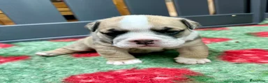 English Bulldog Puppy 6