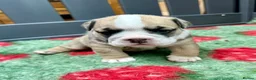 English Bulldog dogs for sale: Stunning litter of kc reg English bulldog puppies  - Advert 9