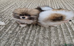 Pomeranian dogs for sale: 1 BOY 1 GIRL POMERANIAN PUPPIES AVAILABLE  - Image 25