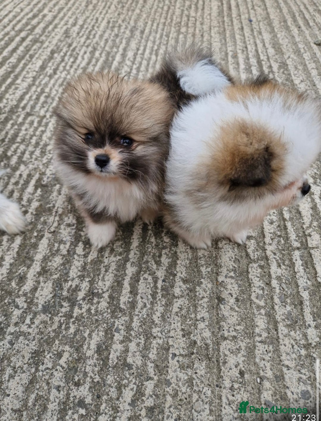 Pomeranian dogs for sale: 1 BOY 1 GIRL POMERANIAN PUPPIES AVAILABLE  - Image 25