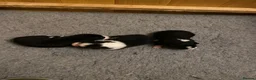 Border Collie dogs for sale: 🐾 Border Collie Puppies for Sale 🐾   in Hook - Advert 2