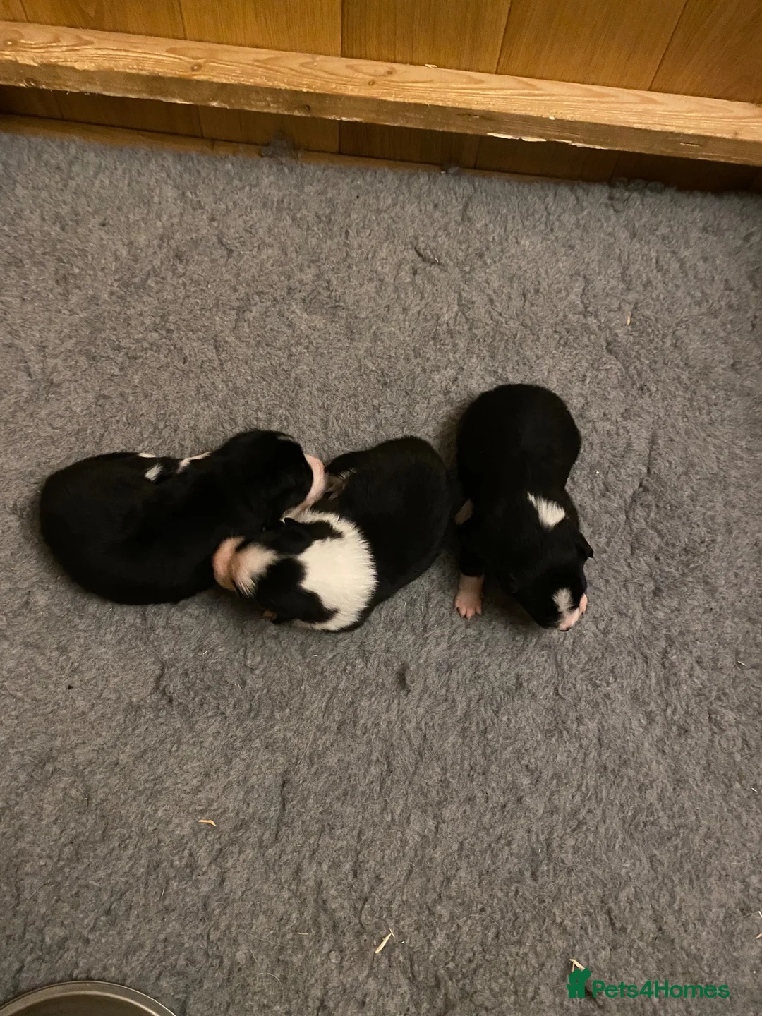 Border Collie dogs for sale: 🐾 Border Collie Puppies for Sale 🐾   in Hook - Advert 2