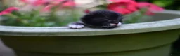 Munchkin cats for sale: Cute Tuxedo Kitten is looking 4 good home - Advert 14