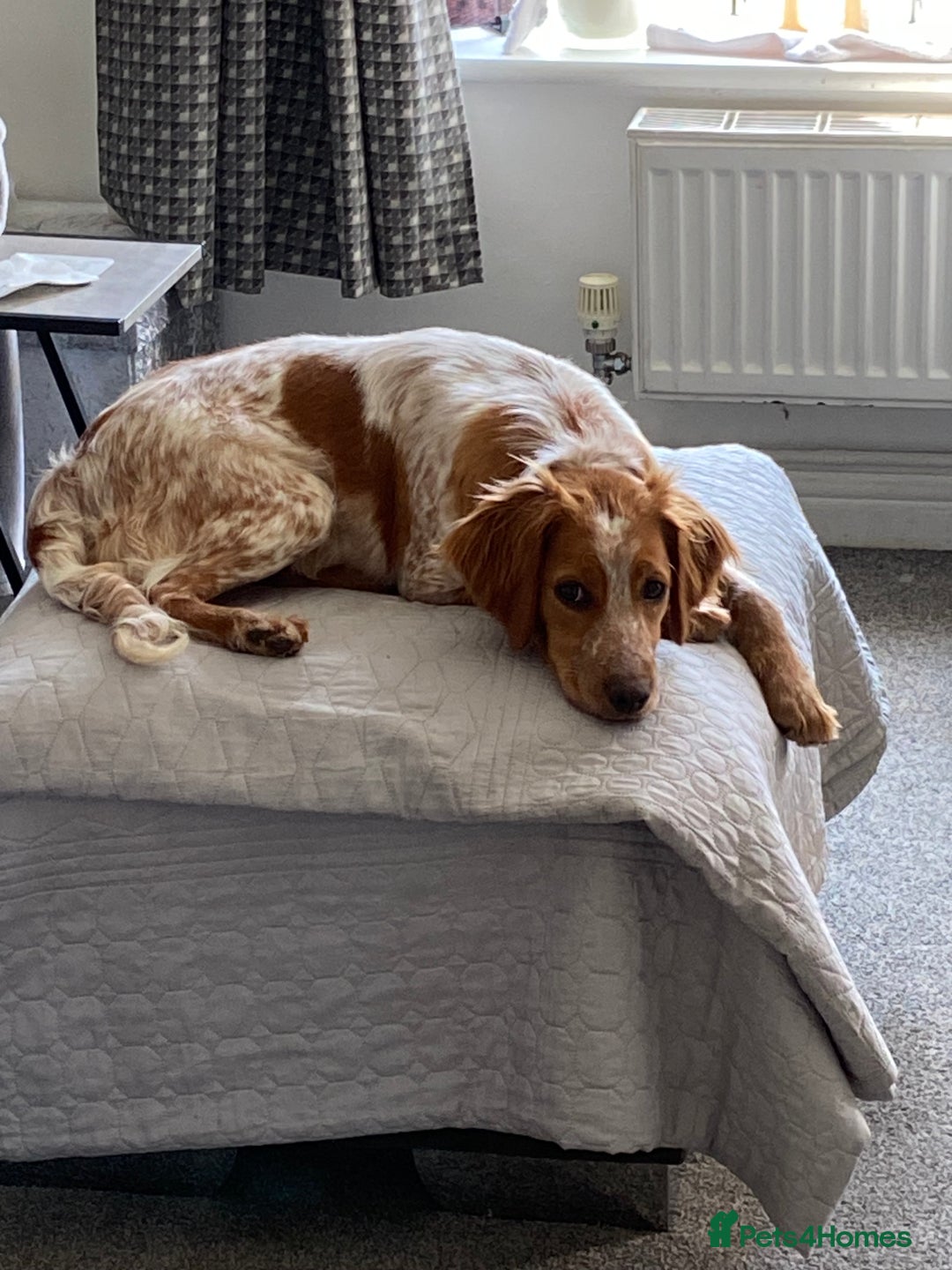 Mixed Breed dogs for sale: Brittany spaniel - Image 4