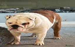 English Bulldog dogs for sale: Neil  - Image 15